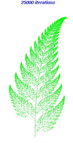 fern