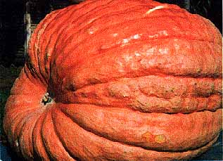 picture of a pumpkin